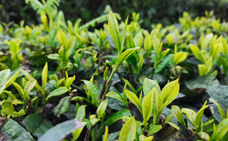 02-旭信科技小姐姐采茶初體驗(yàn).jpg 02-旭信科技小姐姐采茶初體驗(yàn).jpg
