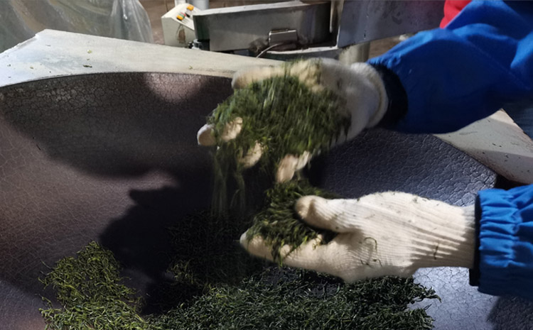 06-旭信科技小姐姐采茶初體驗(yàn).jpg 06-旭信科技小姐姐采茶初體驗(yàn).jpg